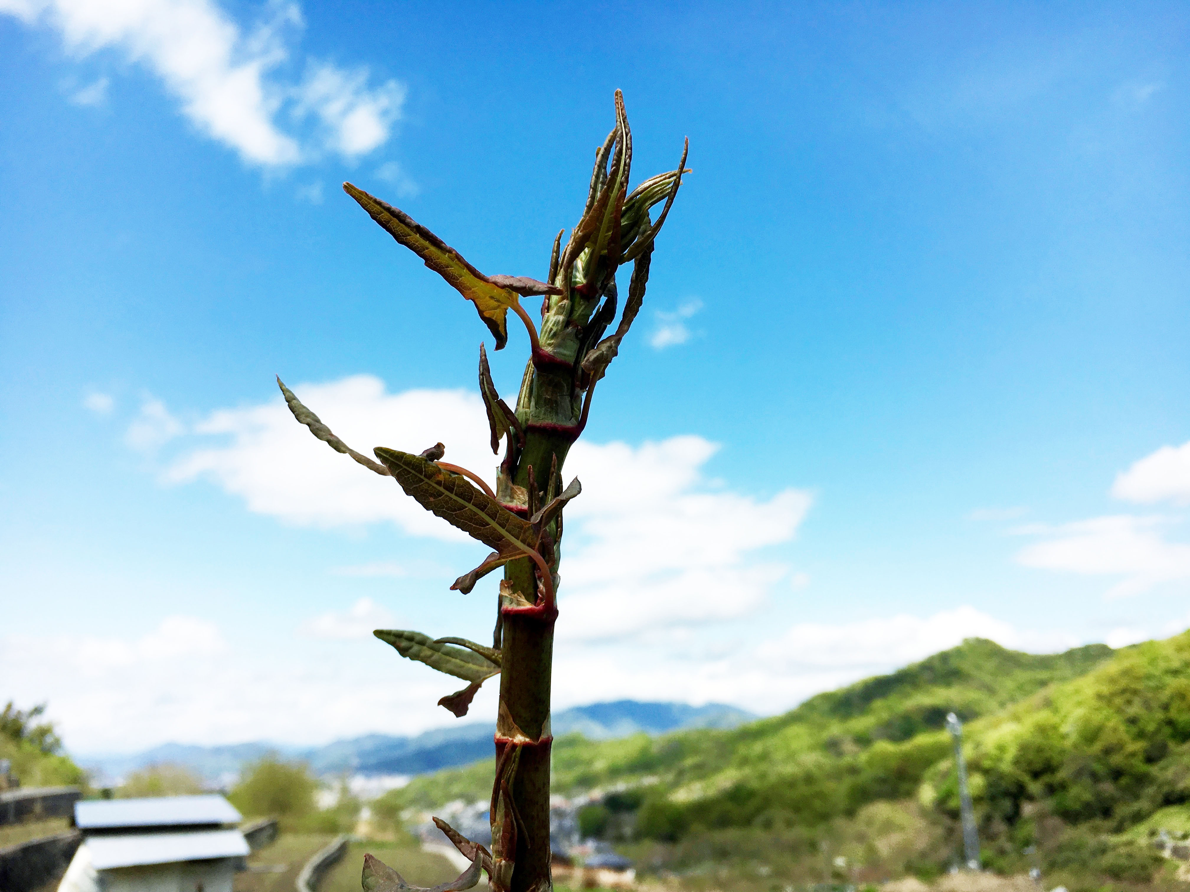 地面からニョキニョキ たちっぽ むすびデザイン